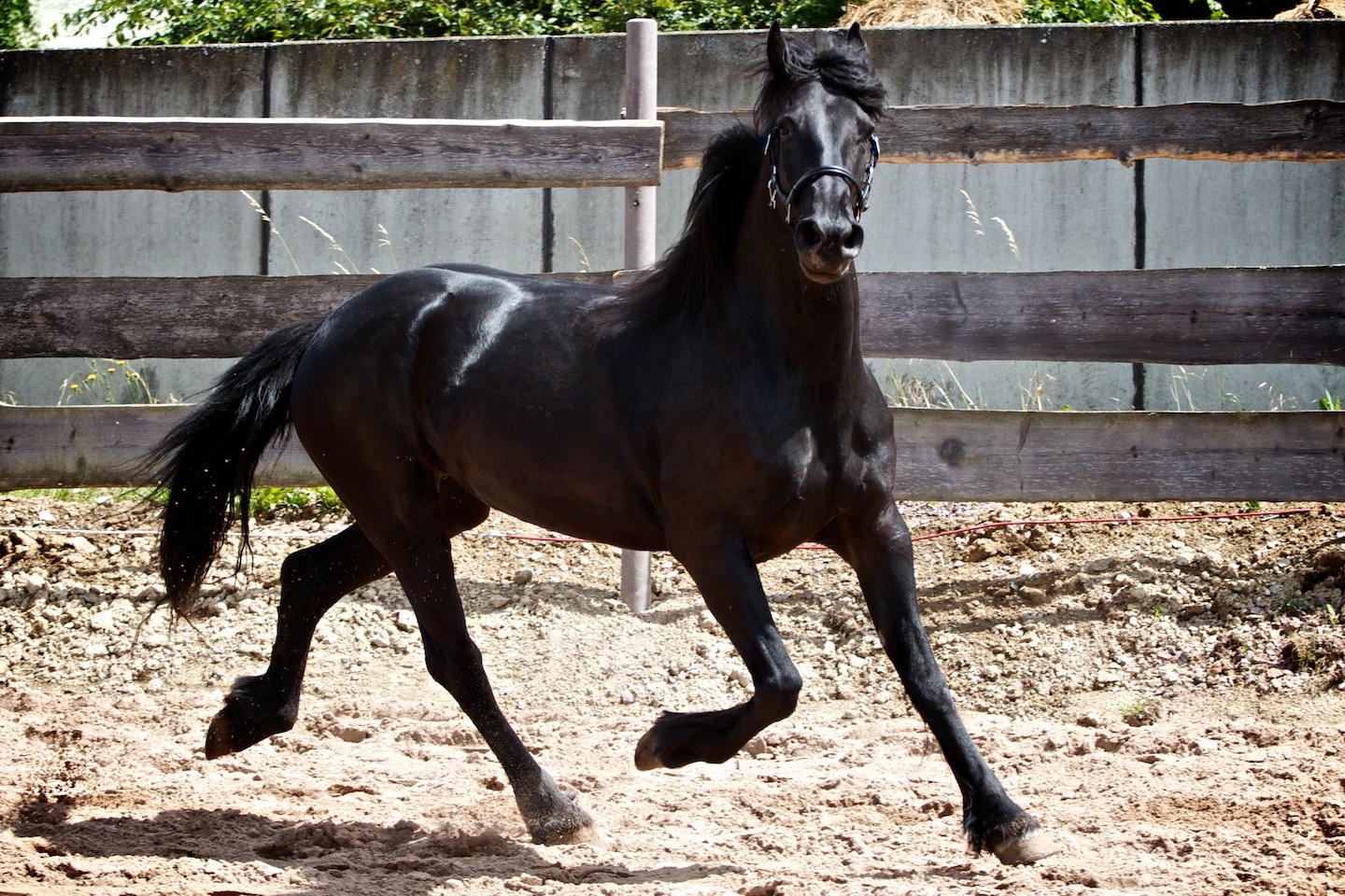 Cavalo Arabo-Frísio