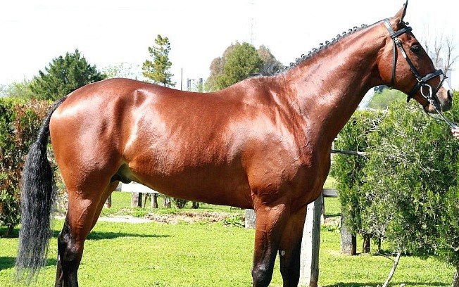 Cavalo Brasileiro de Hipismo