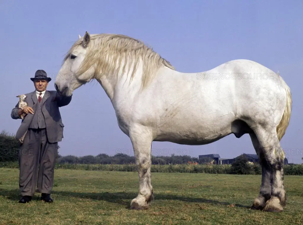 Cavalo Bretão e do Dono
