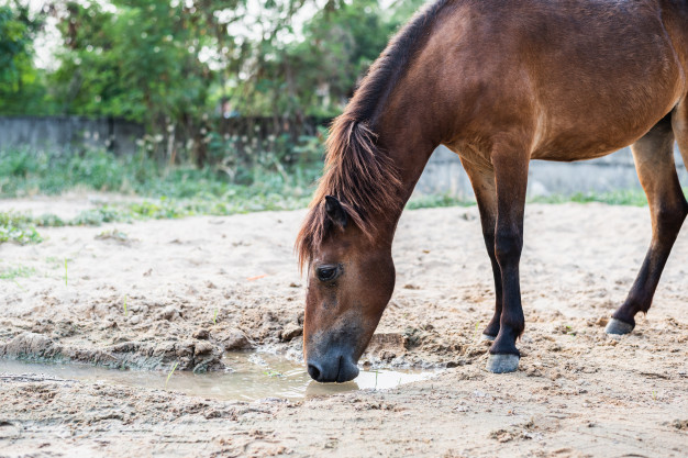 Cavalo Camarguês Bebendo Água