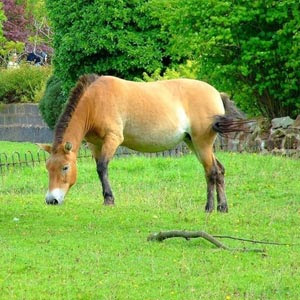 Cavalo Camarguês Comendo