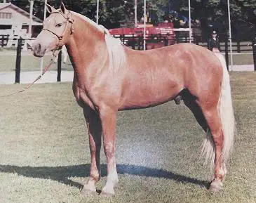 Cavalo Campeiro