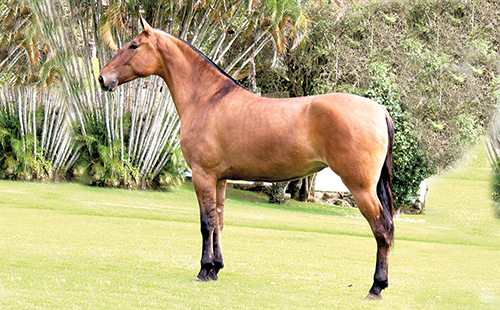 Cavalo Campolina