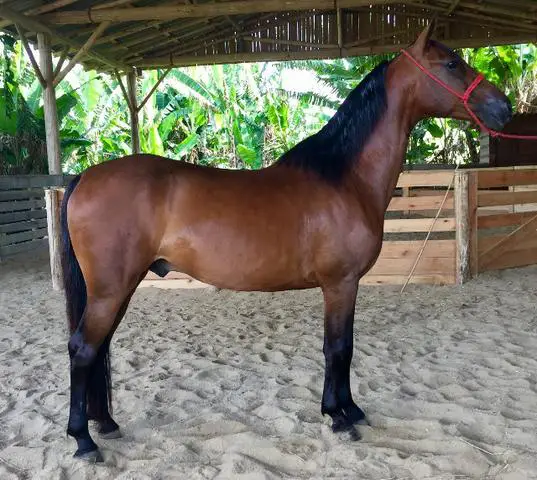 Cavalo Castrado 