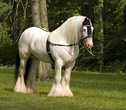 Cavalo Cigano Vanner Branco