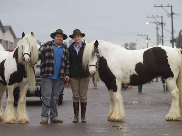 Cavalo Cigano Vanner e Ciganos