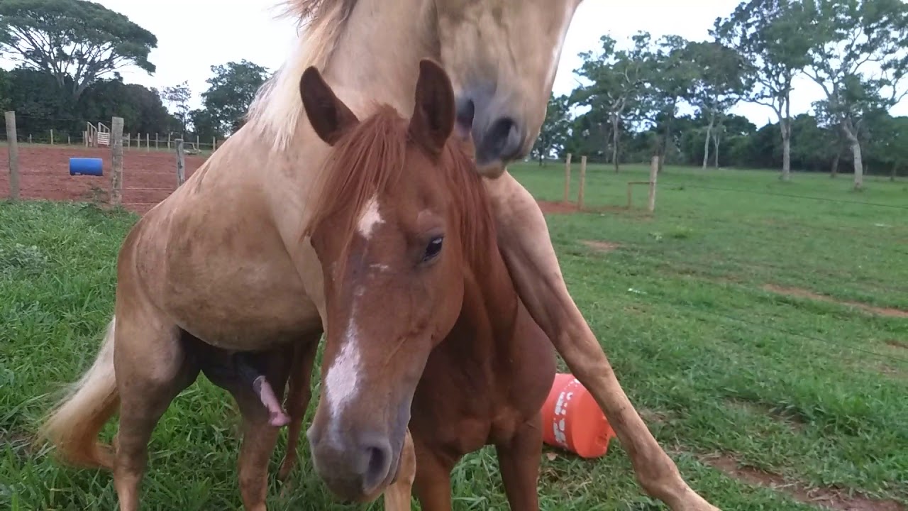 Cavalo Cobrindo Égua 