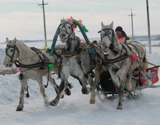 Cavalo Como Transporte de Carga 