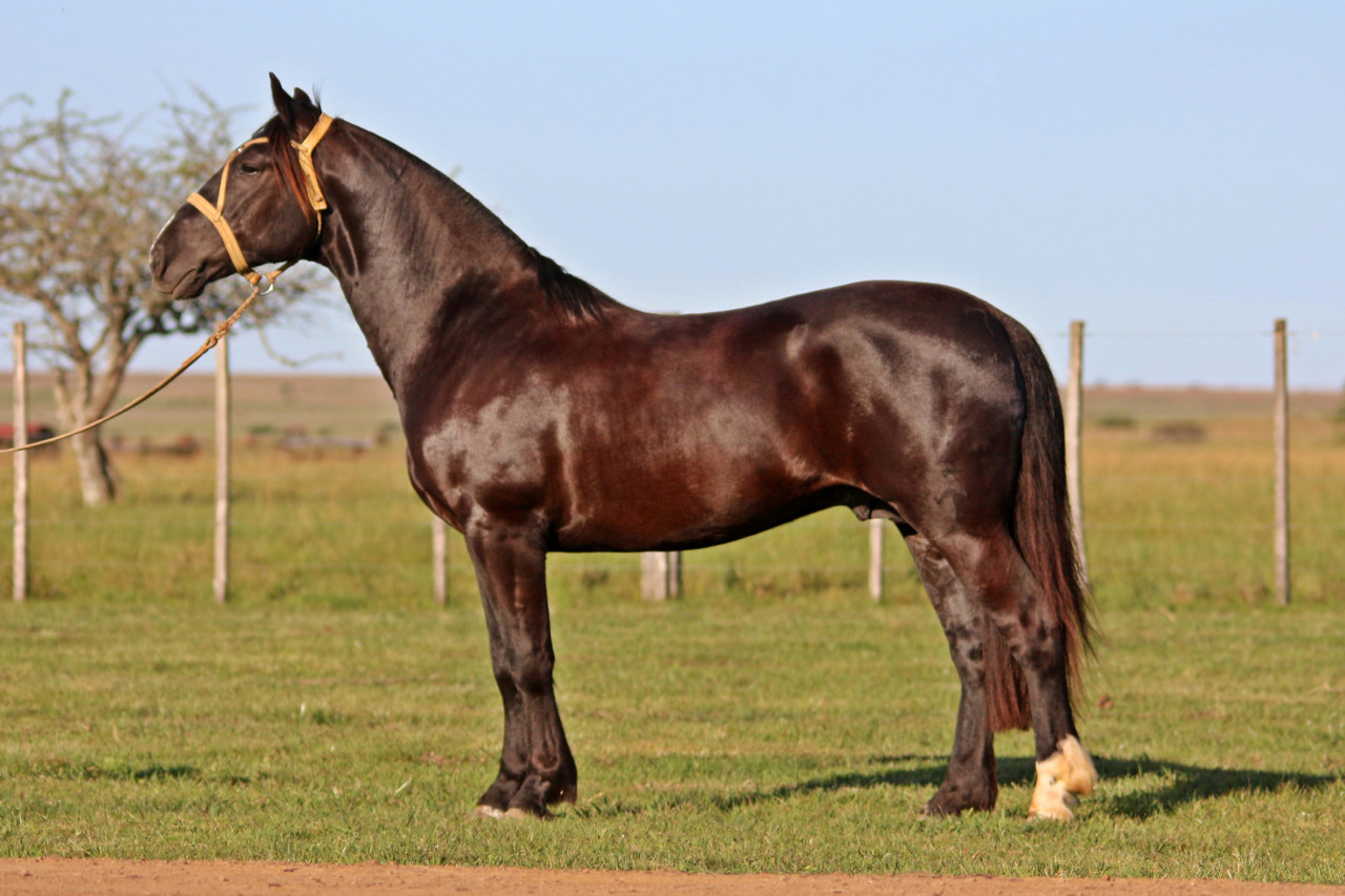 Cavalo Crioulo