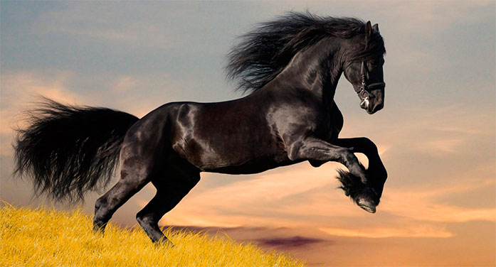 Cavalo Curiosidades e Fatos Interessantes Sobre o Animal