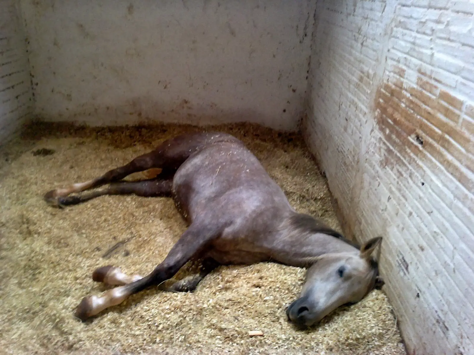 Cavalo Dormindo