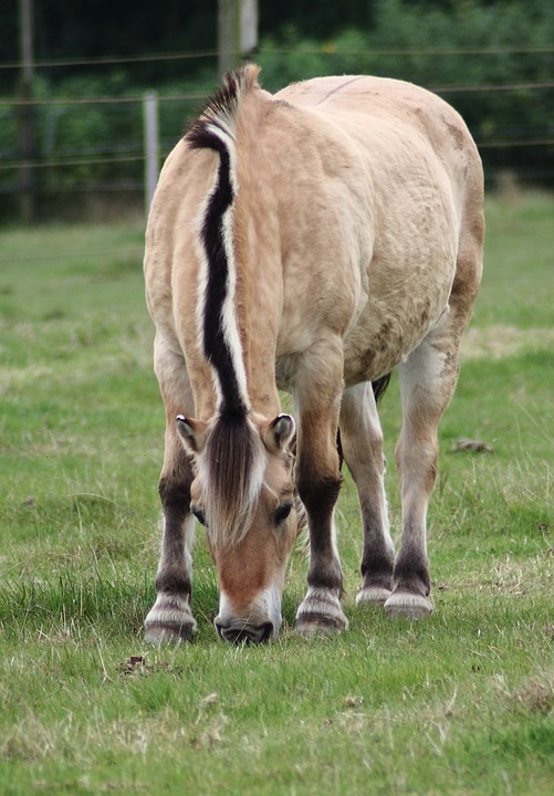 Cavalo Fjord com Listra Escura