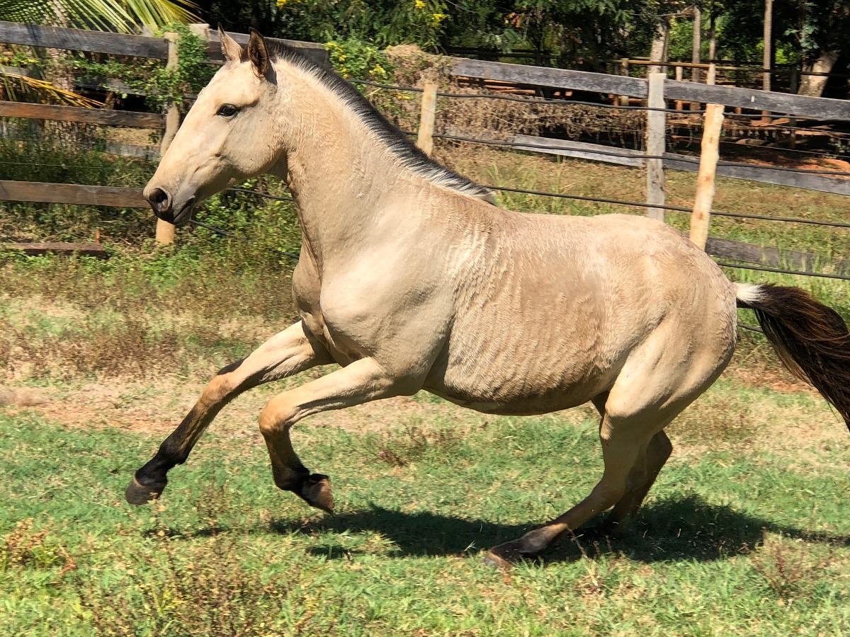 Cavalo Galiceno Fotografado Correndo 