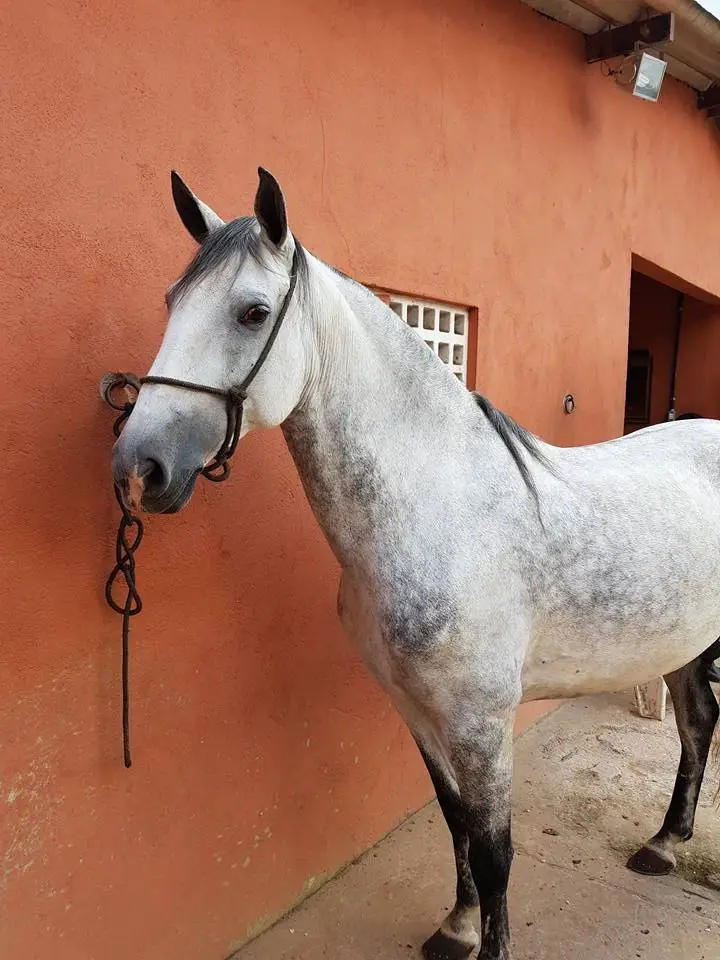 Cavalo Galiceno de Pelo Cinza