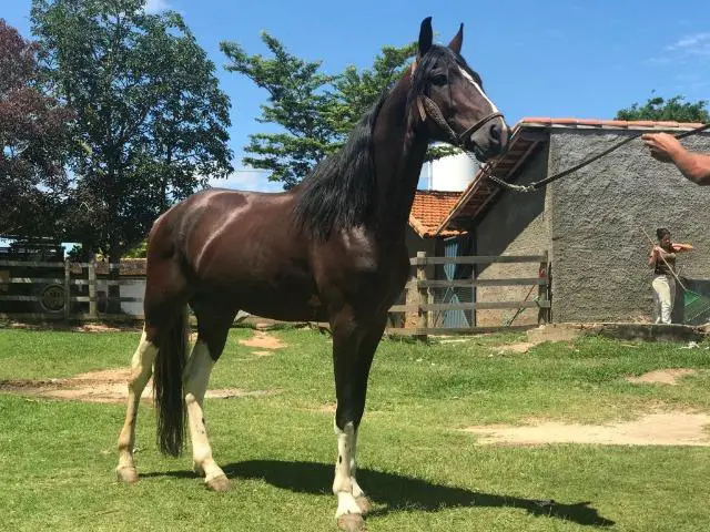 Cavalo Garanhão 