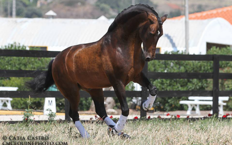 Cavalo Garanhão