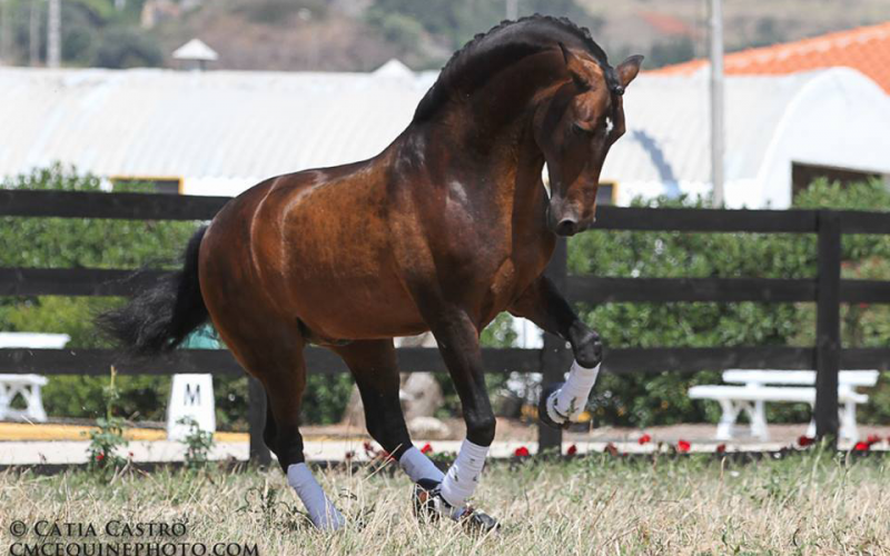 Cavalo Garanhão 