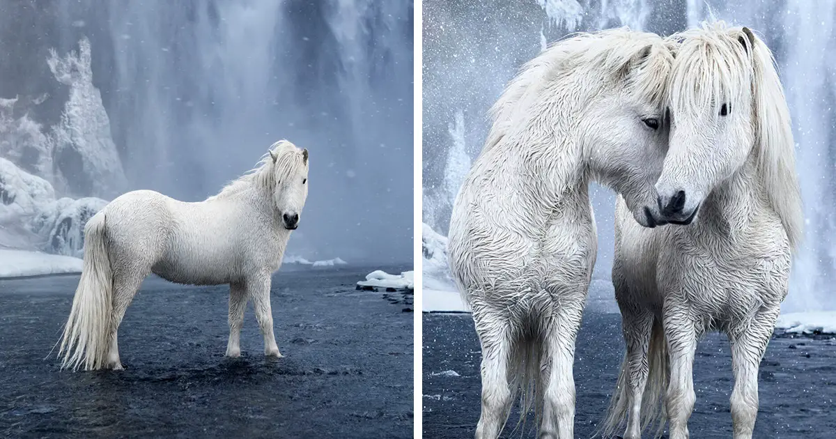 Cavalo Islandês Branco 