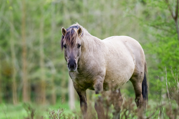 Cavalo Konik em Ar Livre