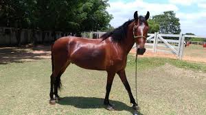 Cavalo Mangalarga