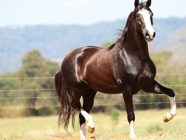 Raça de Cavalo Mangalarga: Características, Fotos e História