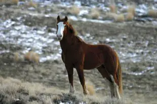 Cavalo Mustang na Montanha