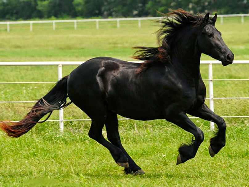 Cavalo Mustang