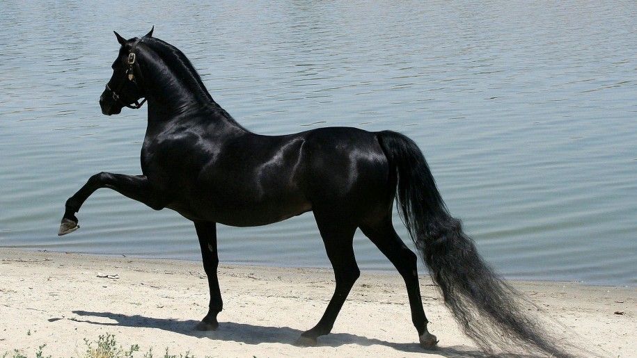 Cavalo Puro-Sangue Árabe
