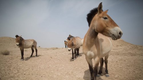 Cavalo Selvagem Euroasiático (Tarpã): Características e Fotos
