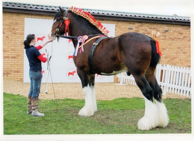 Cavalo Shire ao Lado na Dona