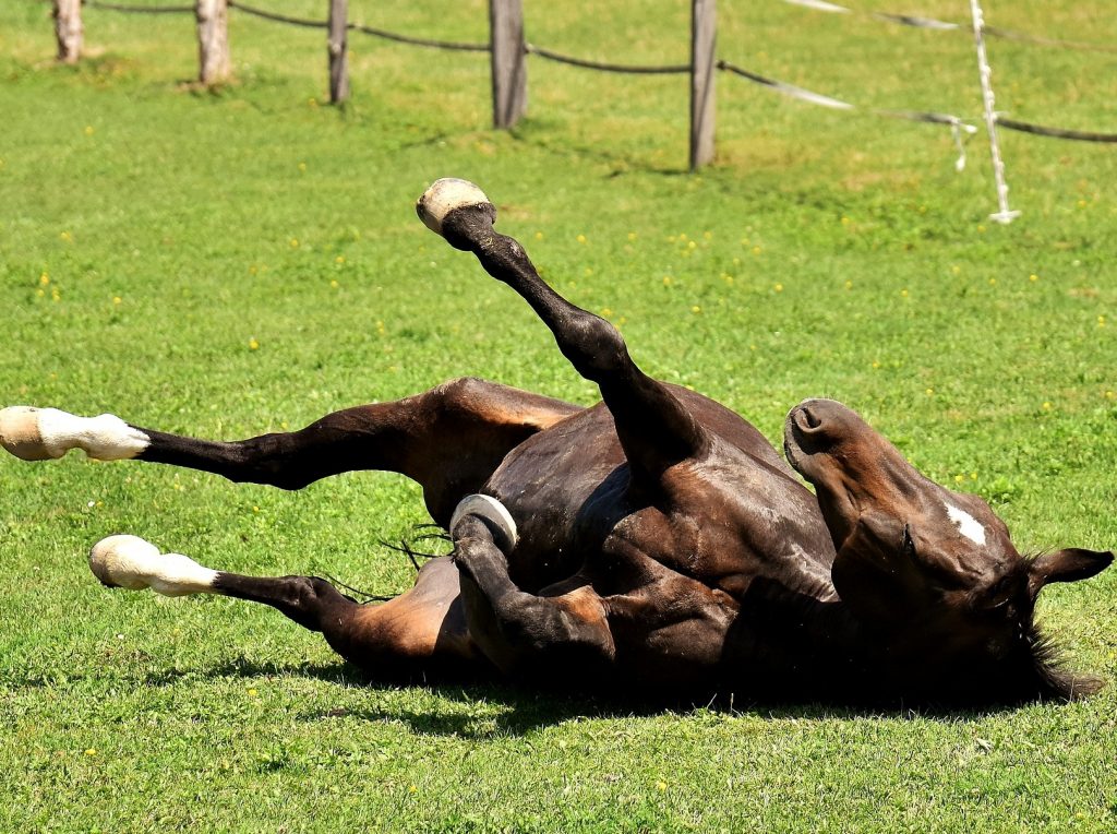 Cavalo com Dor no Estômago