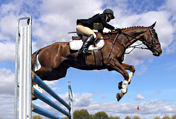 Quais As Melhores Raças de Cavalos? Quais As Mais Caras?