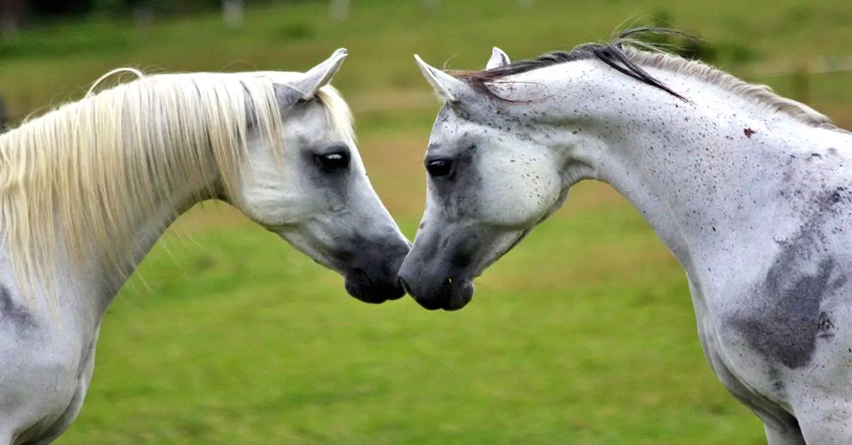 Cavalo e Égua se Acariciando