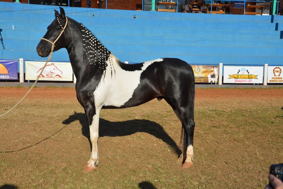 Cavalo em Exposição