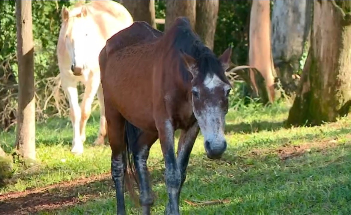 Cavalo em Local Aberto