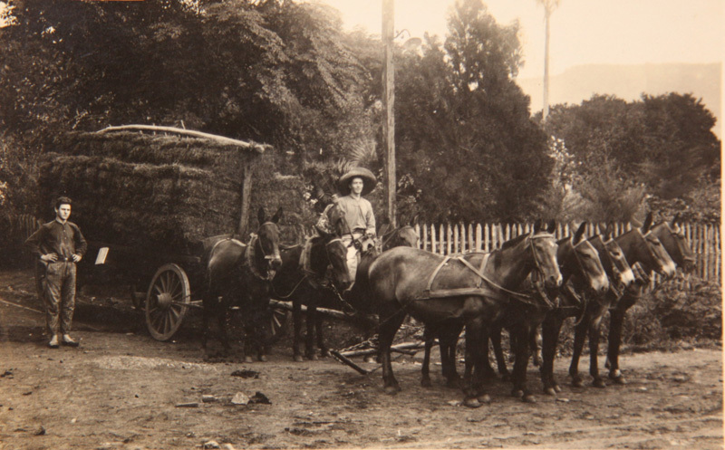 Cavalos Como Meio De Transporte