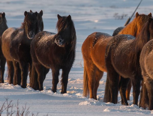 Cavalos Islandeses na Neve
