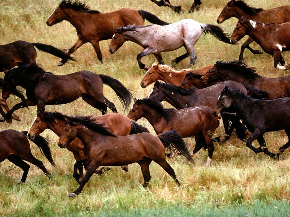 Cavalos Mustangs Correndo no Campo