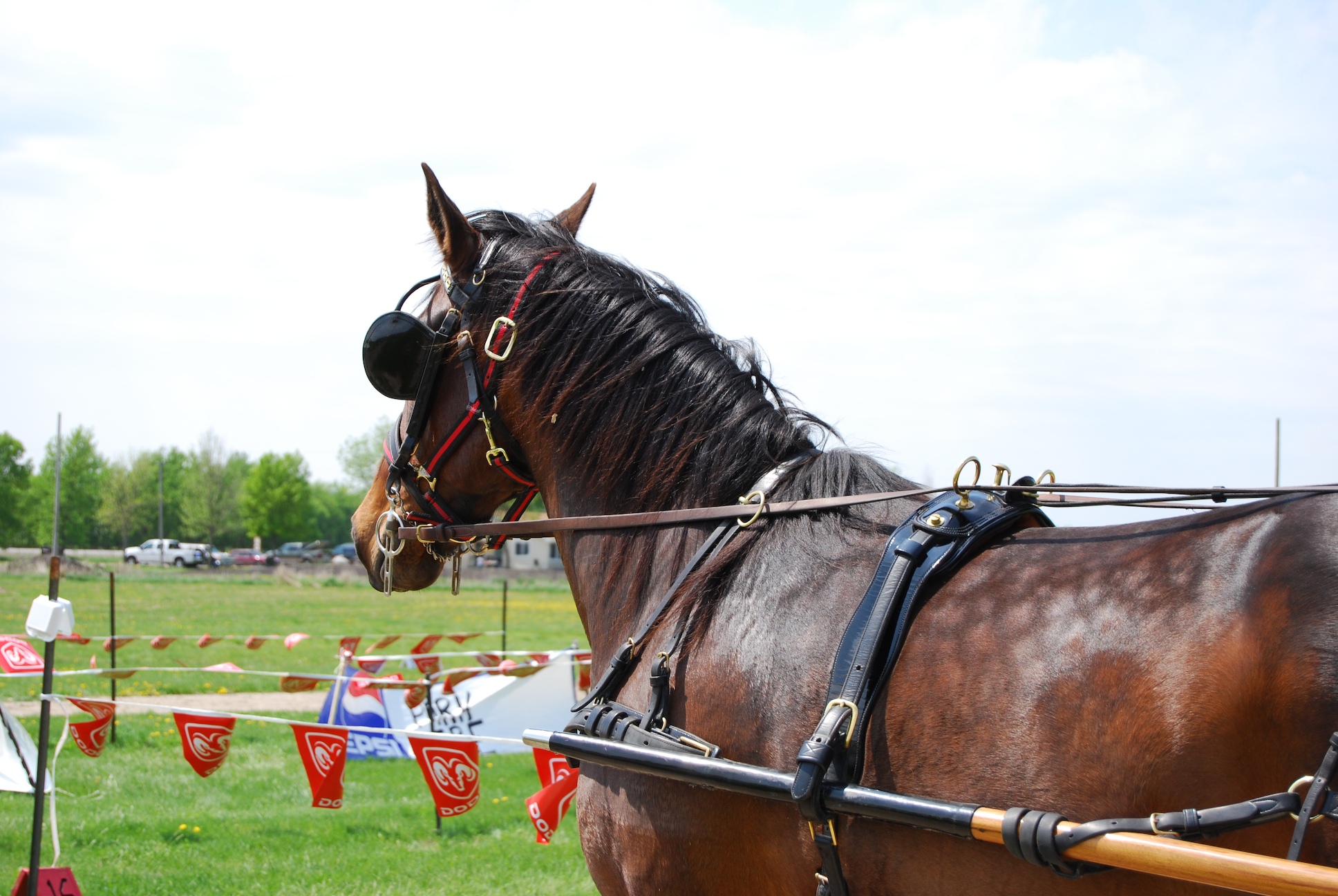 Cavalos, Rédeas e Carroça