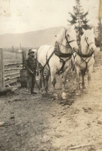 Cavalos da Raça Jean Le Blanc