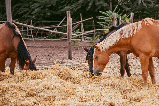 Cavalos se Alimentando no Pasto