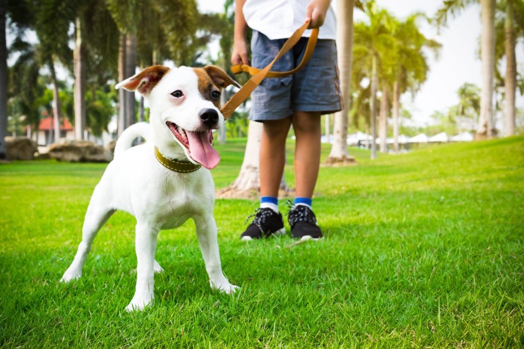 Cão Passeando com seu DonoCão Passeando com seu Dono