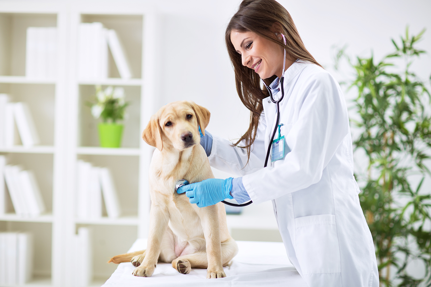 Cão Visitando Veterinário