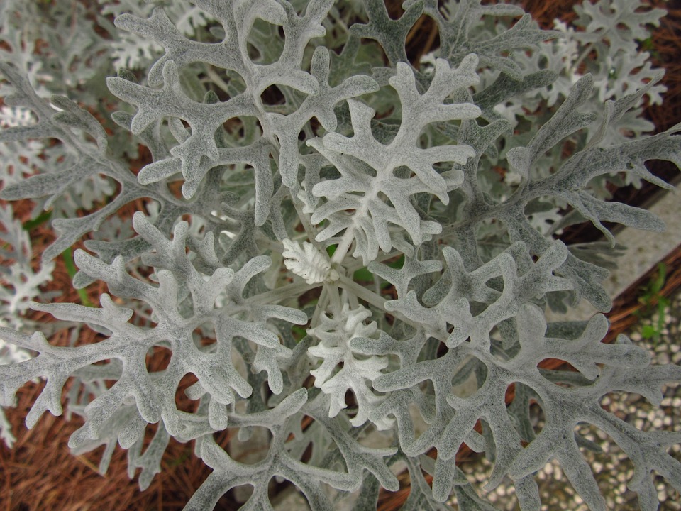 Centaurea Cineraria