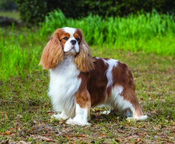 Charles Spaniel