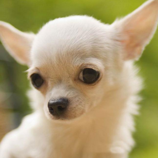 Chihuahua 