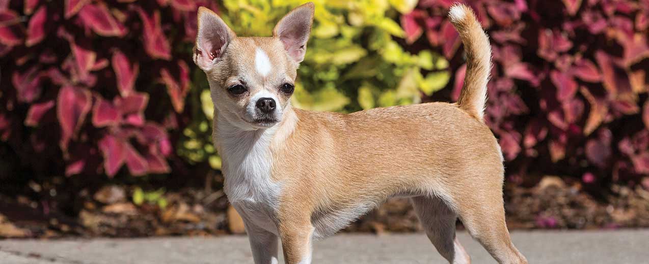 Tipos de Chihuahua de Pelo Longo, Pelo Curto, Mini Toy e Micro