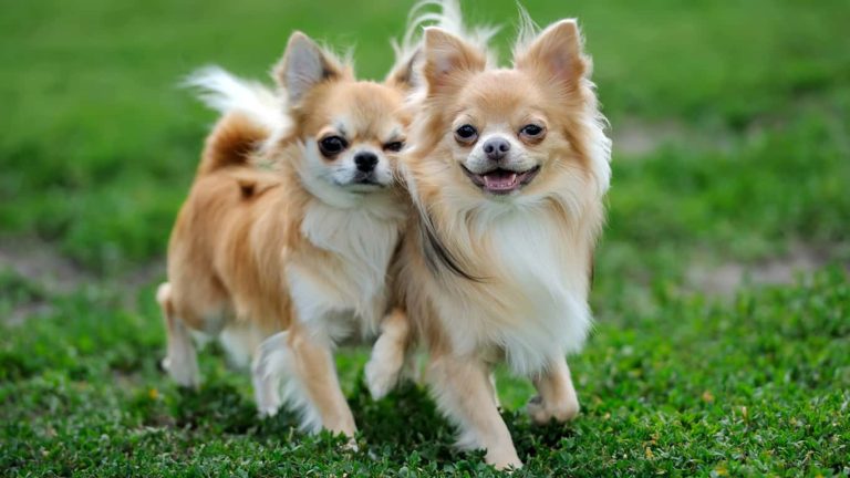 Tudo Sobre o Chihuahua: Características, Nome Científico e Fotos
