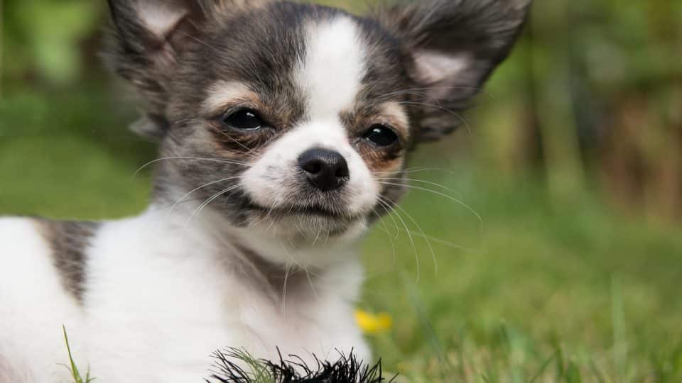 Chihuahua: Curiosidades e Fatos Interessantes Sobre a Raça