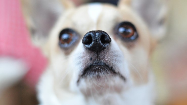 Chihuahua Com o Nariz Espirrando 